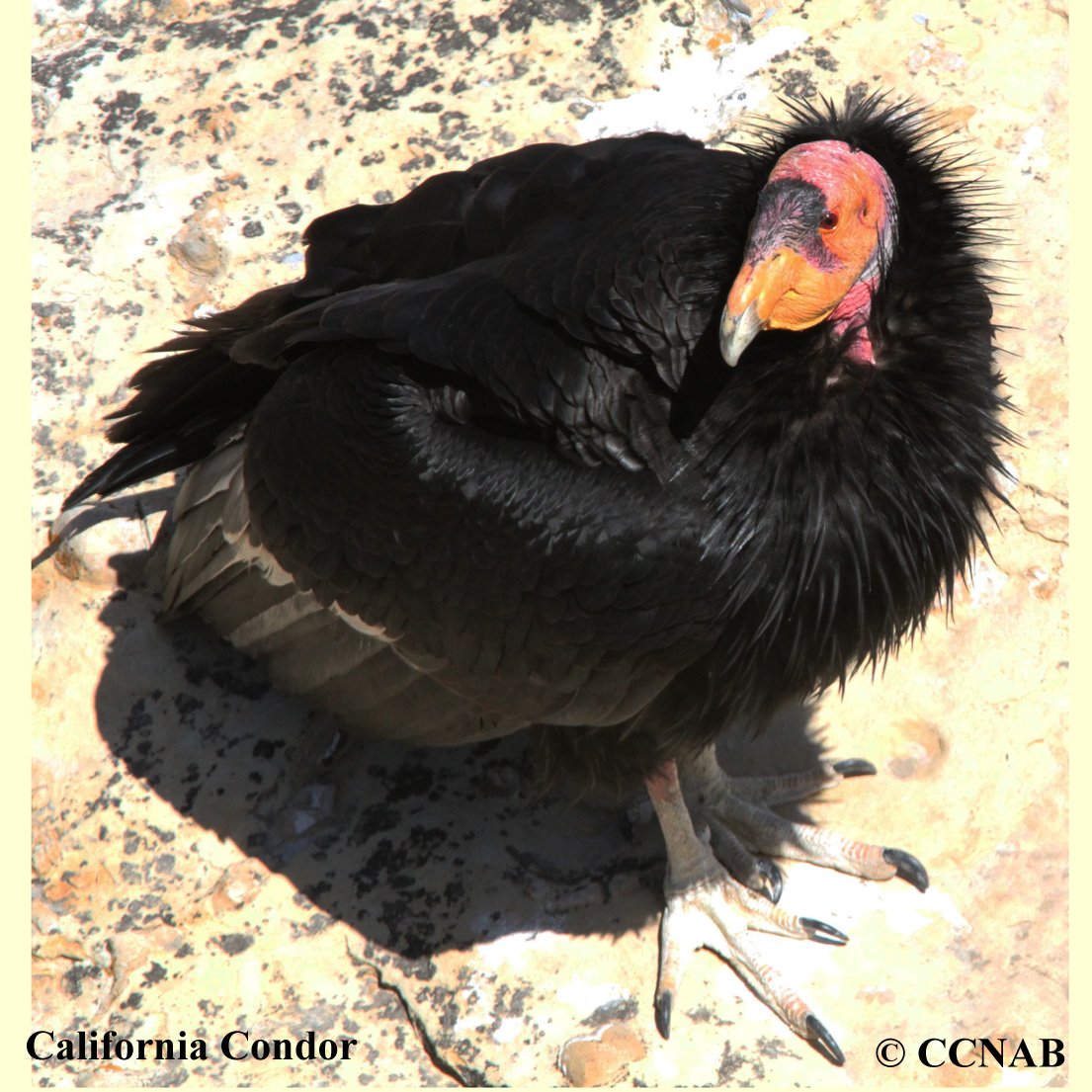 Birds of North America