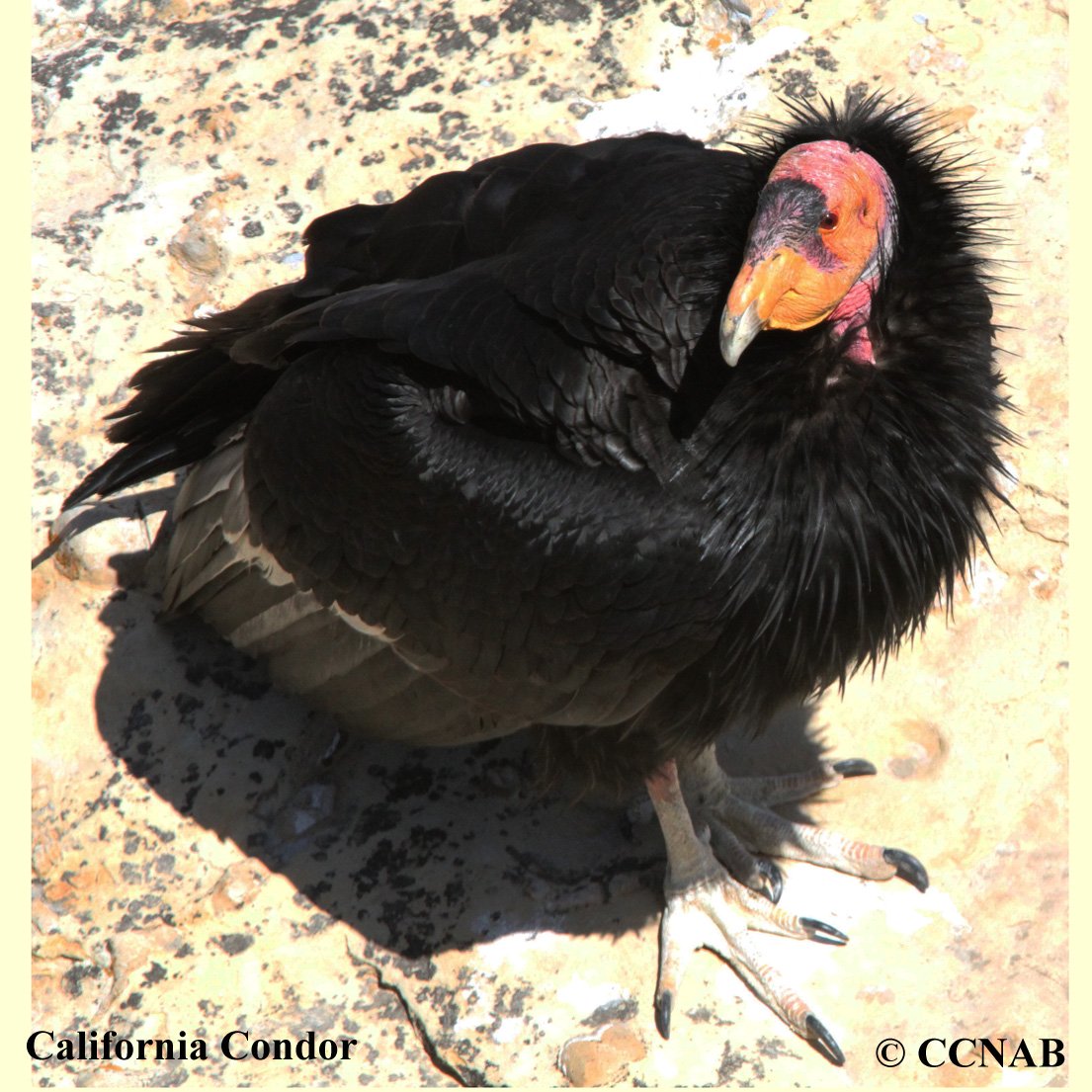 California Condor