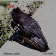 California Condor