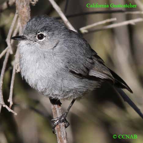 Birds of North America