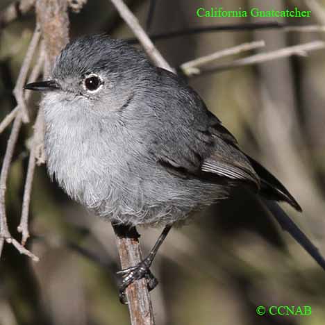 California Gnatcatcher