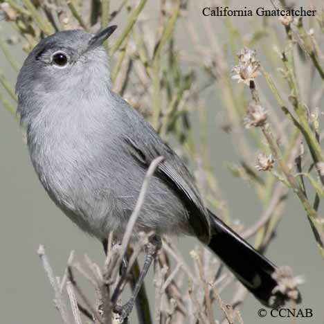 California Gnatcatcher