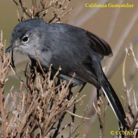 California Gnatcatcher