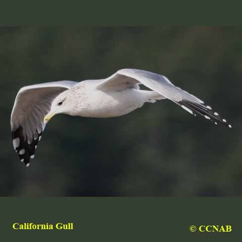 California Gull