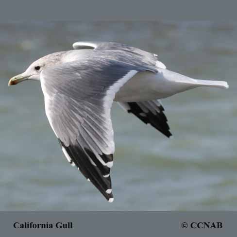 California Gull