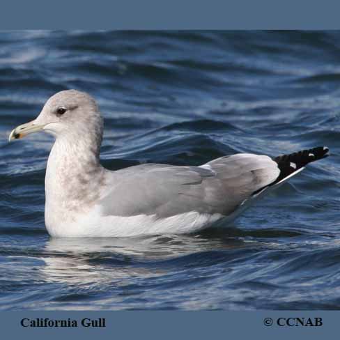 California Gull