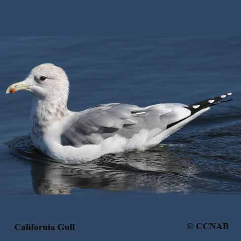 California Gull