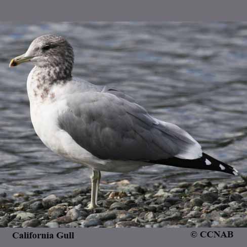 California Gull