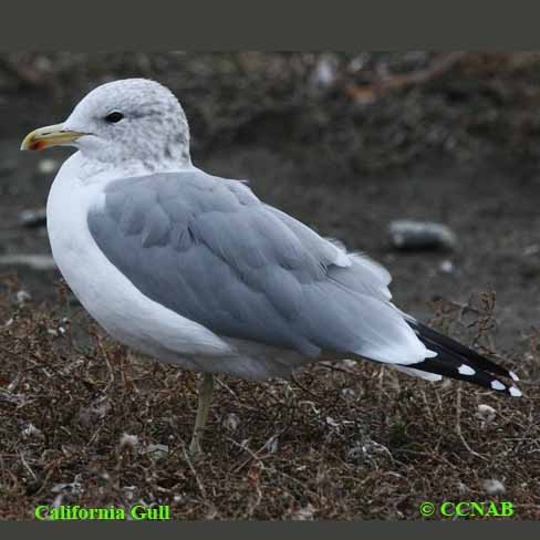 Birds of North America