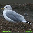 California Gull