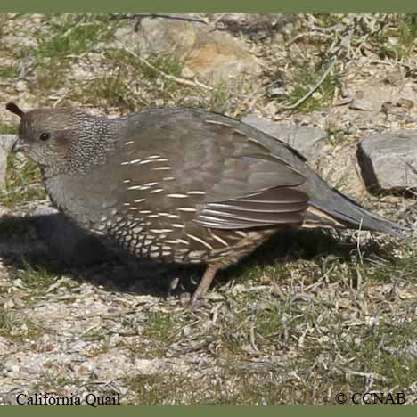 California Quail