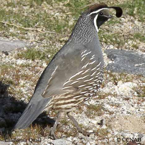 California Quail