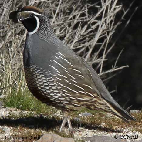 Birds of North America