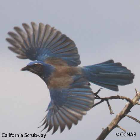 California Scrub-Jay