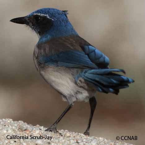 California Scrub-Jay