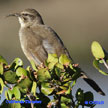 California Thrasher