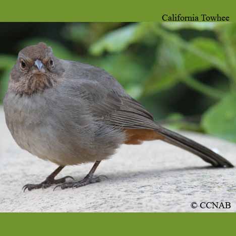 California Towhee