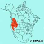 Calliope Hummingbird range map