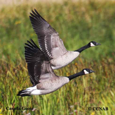 Canada Goose