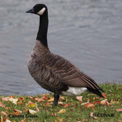 Birds of North America