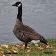 Canada Goose