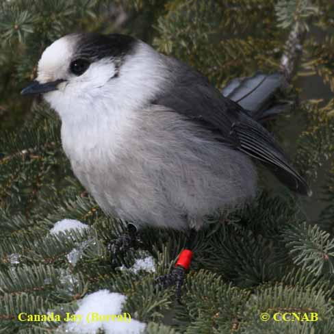 Canada Jay (Boreal)