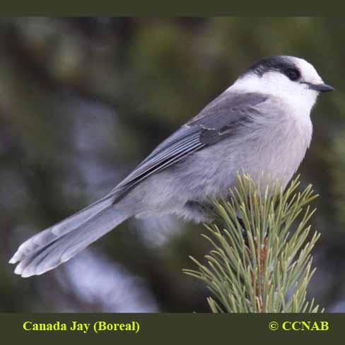 Canada Jay (Boreal)