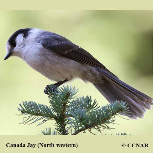 Canada Jay (Northwest)