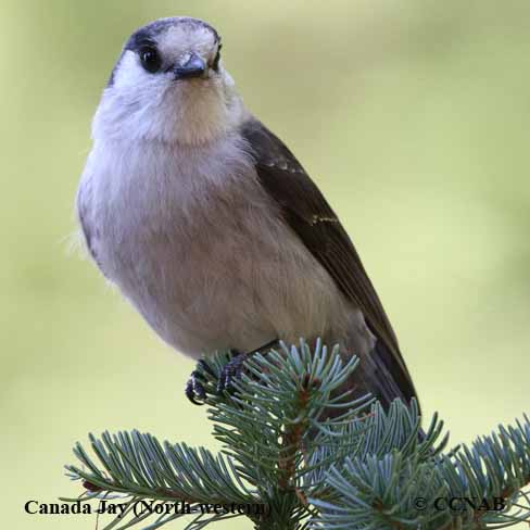 Birds of North America