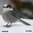 Canada Jay range map