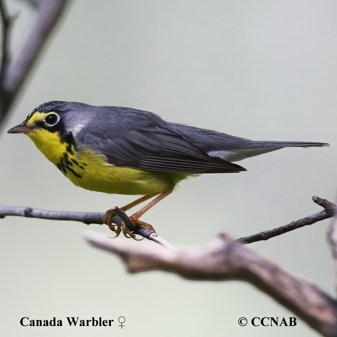 Canada Warbler