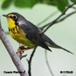 Canada Warbler range map