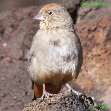 Canyon Towhee