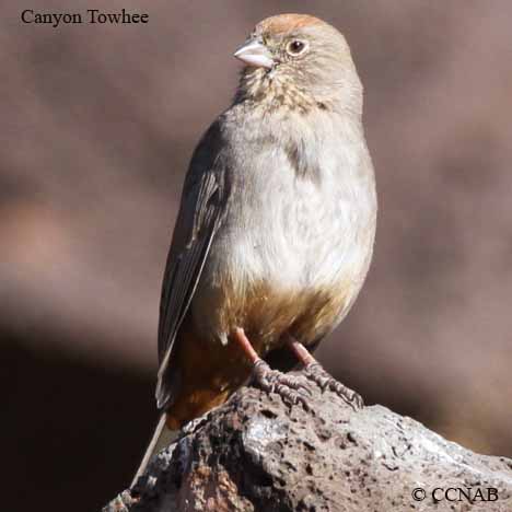 Canyon Towhee