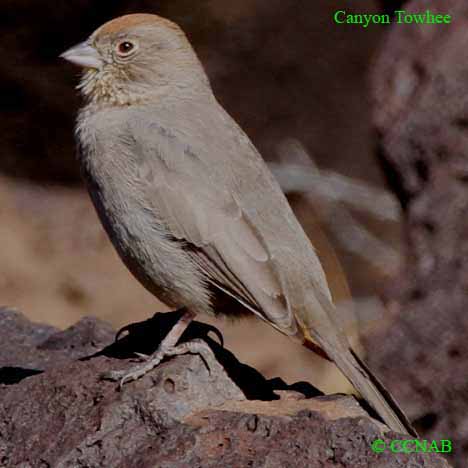 Birds of North America