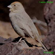 Canyon Towhee range map