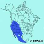 Canyon Wren range map