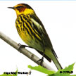 Cape May Warbler