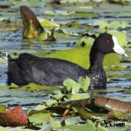 Caribbean Coot