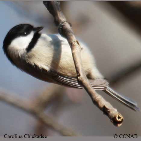 Carolina Chickadee