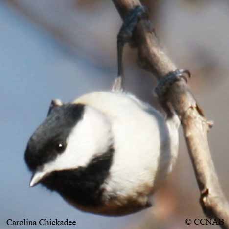 Carolina Chickadee