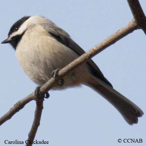 Carolina Chickadee