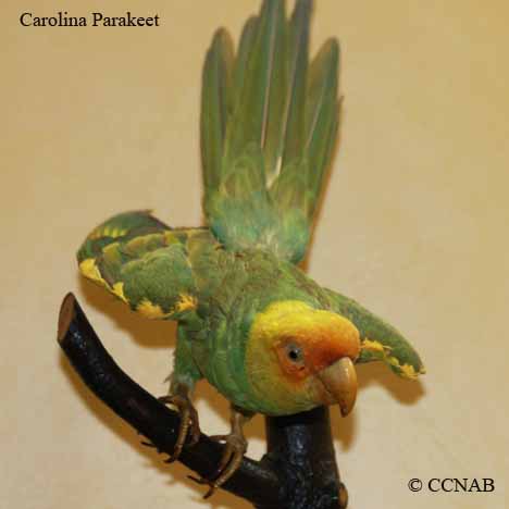Carolina Parakeet
