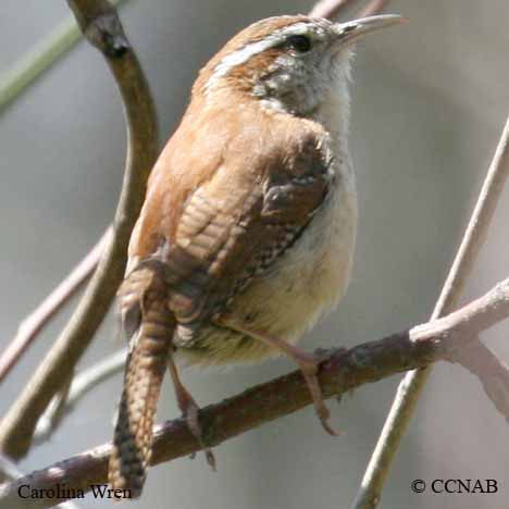 Carolina Wren