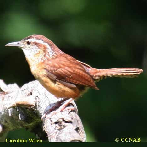 Birds of North America