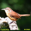 Carolina Wren range map