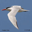 Caspian Tern range map