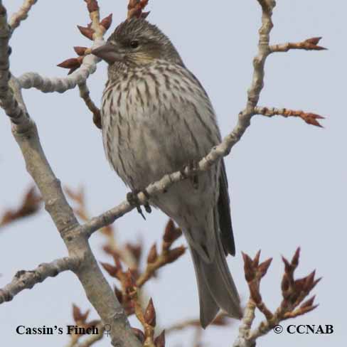 Cassin's Finch