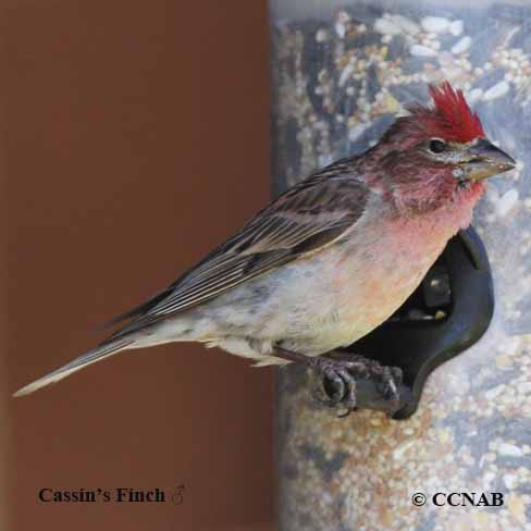 Cassin's Finch