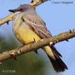 Cassin's Kingbird range map